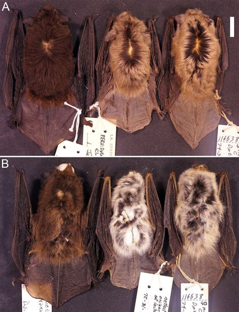 Dorsal A And Ventral B Views Of The Skins Of Myotis Nigricans Usnm Download Scientific