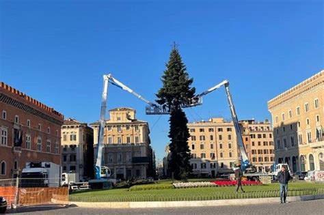 L albero di Natale è arrivato a Piazza Venezia verrà inaugurato l 8