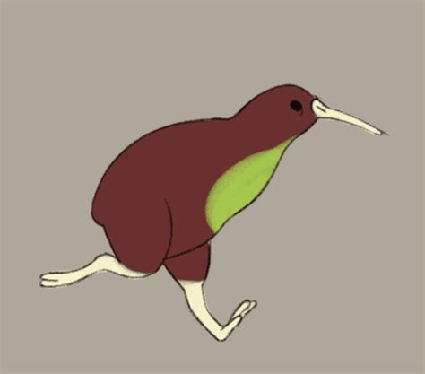 Facts About The Adorably Odd Kiwi Bird Kiwi Bird Kiwi Bird