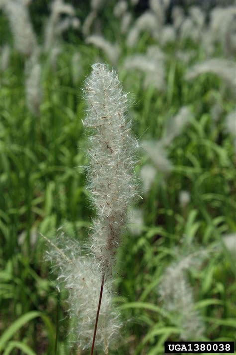 Identification and Control of Cogongrass | Panhandle Agriculture