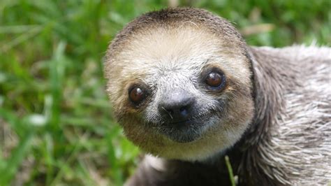 Baby Sloth Wallpapers Wallpaper Cave