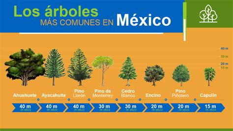 Details 48 Tipos De árboles Más Comunes Abzlocal Mx