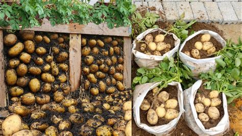 How To Grow Potatoes With Eggs Growing Potatoes On A Pallet Has So Many Tubers Youtube