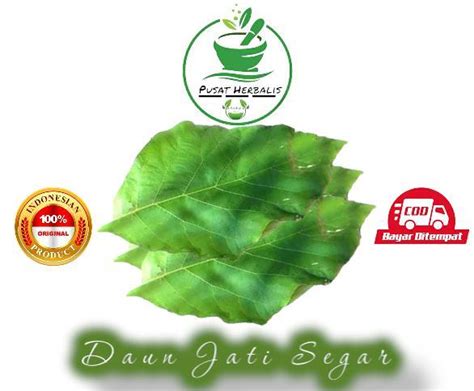 Daun Jati Segar Kg Lazada Indonesia