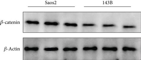 Inos Promotes Os Tumor Growth A Tumorigenesis In Nude Mice