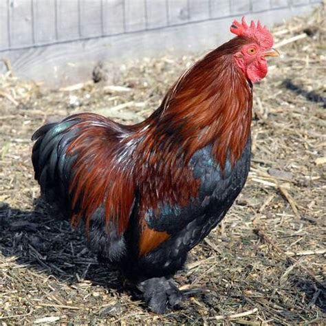 Partridge Cochin Rooster | Rooster, Chickens, Poultry