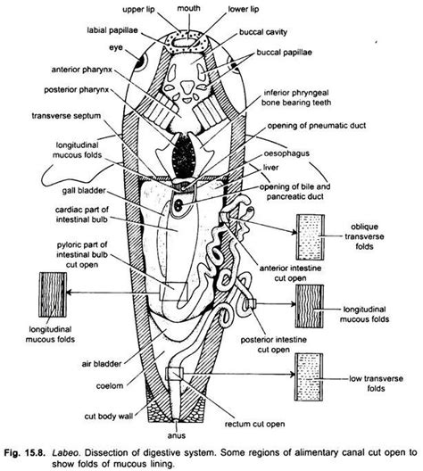 Digestive System of Rohu Fish (With Diagram) | Chordata | Zoology