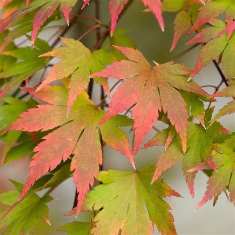 Arbol Acer Palmatum Arce Japon S Arce Enano E Vivero Benjamin