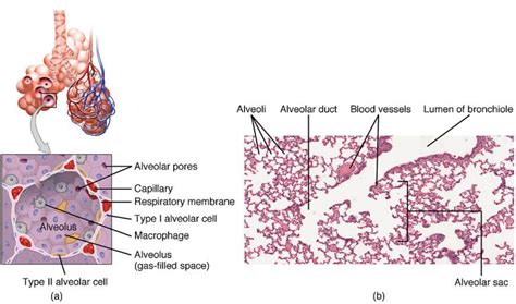 What is the Difference Between Type 1 and Type 2 Alveolar Cells ...