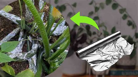 Mettez Une Boule De Papier Aluminium Sur Vos Plantes Vous Vous