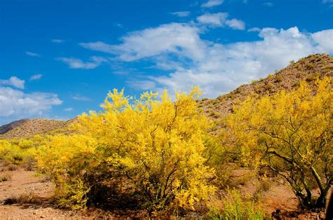 Palo Verde Yellow Sonoran Desert National Monument Arizon Mark