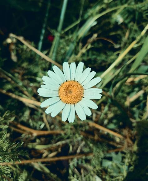 Daisy flower in the garden stock photo. Image of close - 231939904