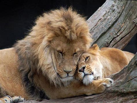 Imagenes De Leones Foto De Leones CariÑosos