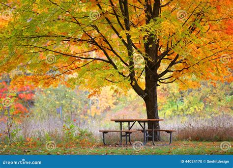 Picnic Table And Autumn Tree Stock Photo Image Of Relax Bench 44024170