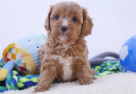 Cavoodle Puppies For Sale Chevromist Kennels Puppies Australia