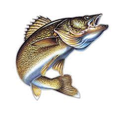 Walleye Drawing at GetDrawings | Free download