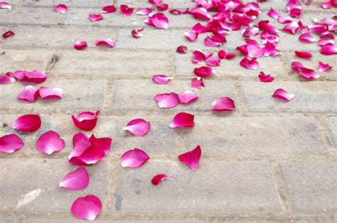 Rose Petals On Floor Free Stock Photo Public Domain Pictures