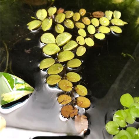 Jual Aquascape Tanaman Air Apung Salvinia Molesta Kiambang Shopee