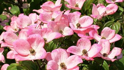 Dogwood Flower – Meaning, Symbolism and Colors