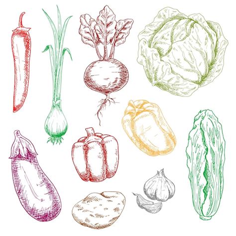 Premium Vector Color Farm And Garden Vegetables Sketches