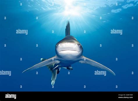 Oceanic Whitetip Shark Carcharhinus Longimanus From The Front In The