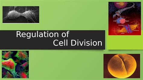 Pptx Regulation Of Cell Division Coordination Of Cell Division A Multicellular Organism Needs