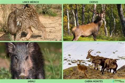 Flora Y Fauna De Andaluc A Caracter Sticas Y Fotos