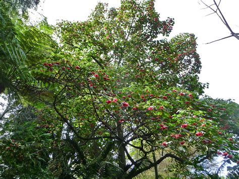 Dombeya Cacuminum A Beautiful Example Of This Tree Looking Flickr