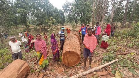 Cutting Of Trees Was Going On Indiscriminately In Thema Forests In