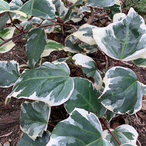 Hedera Canariensis Variegata Variegated Ivy Uploaded By Aesh