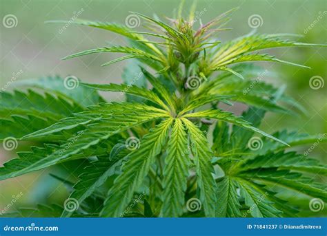 Plantas Verdes Do Cannabis Que Crescem No Campo Imagem De Stock