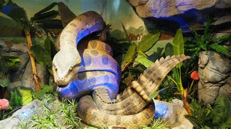 50 Foot Congo Snake | NatureRules1 Wiki | Fandom