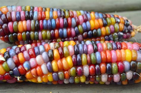 Heirloom Organic Indian Corn Seeds (Aka Glass Gem Corn), 57% OFF