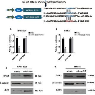 Dkk As A Direct Target Of Mir B In Mm Cells A Sequence Alignment