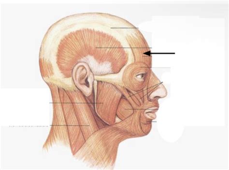 Anatomy Final Exam Flashcards Quizlet