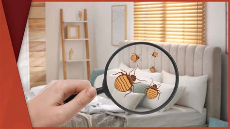 Conventional Bed Bug Treatment How To Prevent Future Infestations Texas Bed Bug Experts