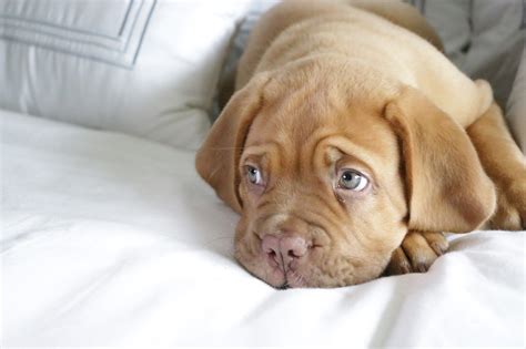 Cute by Design: A Scientific Explanation for the Puppy Dog Face