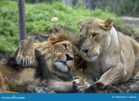 Lion And Lioness Stock Image Image Of Together Lying 130504703