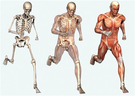 Human Skeleton Anatomy — 10 Facts About the Human Skeleton | by Ishika ...