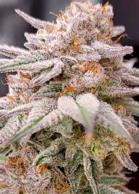 Oreoz Cannabis Strain Information Growdiaries