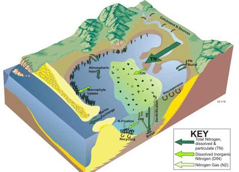 Example Of A Conceptual Ecosystem Model Providing A Basis For