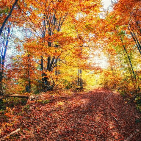 Forest Road In The Autumn Autumn Landscape Ukraine Europe — Stock