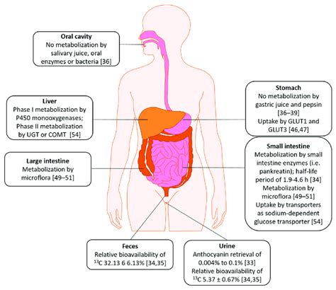 Absorption Distribution Metabolism Excretion Of Anthocyanins In