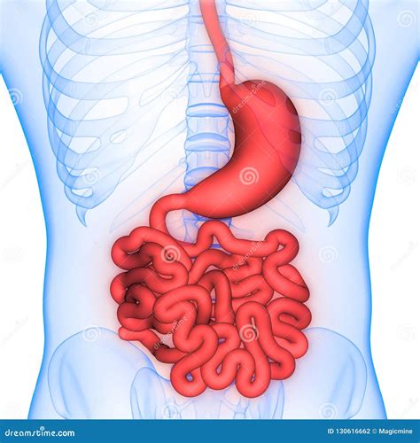 Anatomia Do Estômago E Do Intestino Delgado Do Sistema Digestivo Dos órgãos Do Corpo Humano