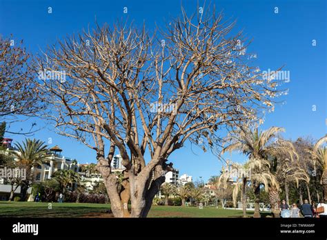 Southern Magnolia Magnolia Grandiflora Old Magnolia Tree In Funchal