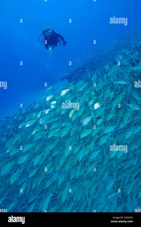 Shoaling Fish Hi Res Stock Photography And Images Alamy