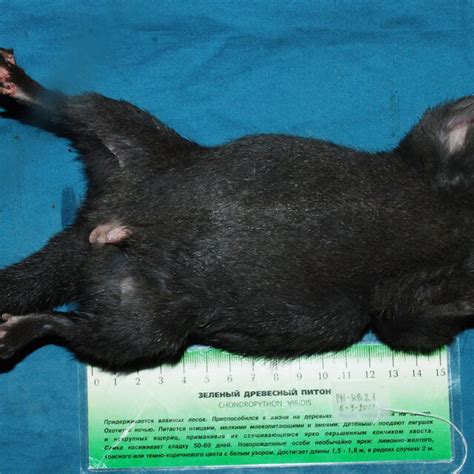 Ventral view of the body of a Laotian Rock Rat Laonastes aenigmamus ...