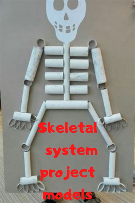 Skeletal System Project Models Skeletal System Project Body Systems