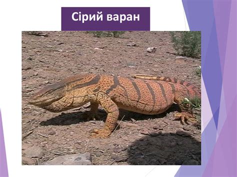 Презентація "Плазуни"