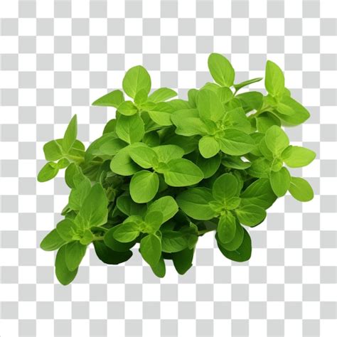 Premium Psd Psd Oregano Transparent Background